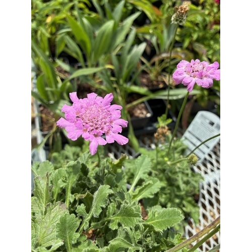Pincushion Flower, Scabiosa columbaria 'Flutter Rose Pink' 1G