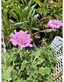 Pincushion Flower, Scabiosa columbaria 'Flutter Rose Pink' 1G