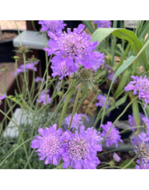 Pincushion Flower, Scabiosa columbaria 'Butterfly Blue' 1G