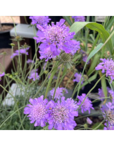 Pincushion Flower, Scabiosa columbaria 'Butterfly Blue' 1G