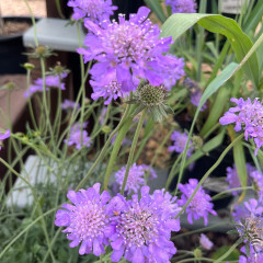 Pincushion Flower, Scabiosa columbaria 'Butterfly Blue' 1G