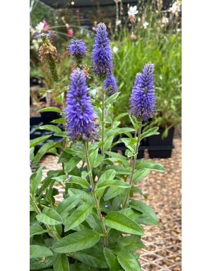 Speedwell, Veronica spicata 'Skyward Blue' 1G