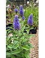 Speedwell, Veronica spicata 'Skyward Blue' 1G