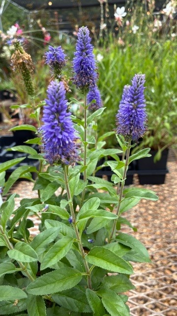 Speedwell, Veronica spicata 'Skyward Blue' 1G