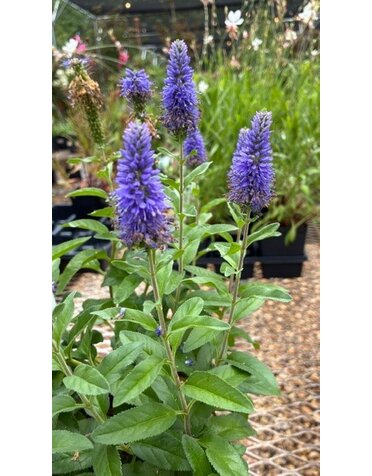 Speedwell, Veronica spicata 'Skyward Blue' 1Q