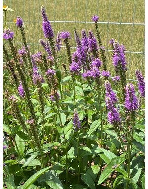 Speedwell, Veronica spicata 'Skyward Pink' 1Q