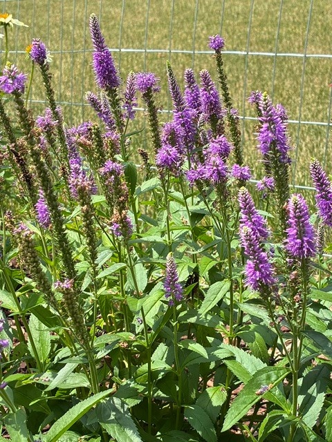Speedwell, Veronica spicata 'Skyward Pink' 1Q