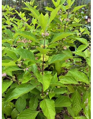 Beautyberry, Callicarpa americana 3G