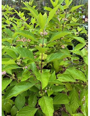 Beautyberry, Callicarpa americana 3G