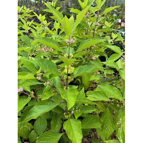Beautyberry, Callicarpa americana 3G