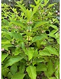 Beautyberry, Callicarpa americana 3G