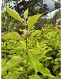 Beautyberry, Callicarpa americana 3G
