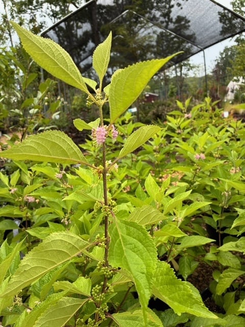 Beautyberry, Callicarpa americana 3G