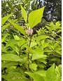 Beautyberry, Callicarpa americana 3G