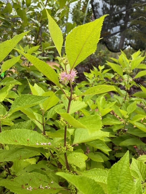 Beautyberry, Callicarpa americana 3G