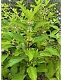 Beautyberry, Callicarpa americana 3G
