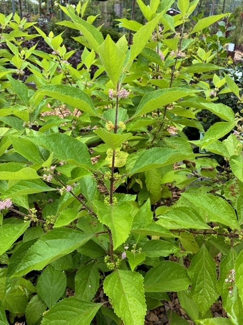 Beautyberry, Callicarpa americana 3G