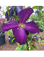 Proven Winner Clematis, Clematis x 'Zojapur' Happy Jack® Purple 3G