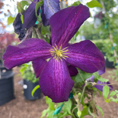 Proven Winner Clematis, Clematis x 'Zojapur' Happy Jack® Purple 3G