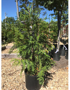 Arborvitae, Thuja occidentalis 'Green Giant' 3G - Unreleased