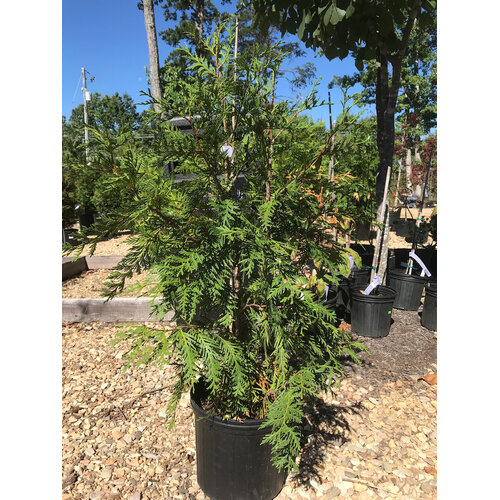 Arborvitae, Thuja occidentalis 'Green Giant' 3G - Unreleased