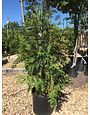 Arborvitae, Thuja occidentalis 'Green Giant' 3G - Unreleased
