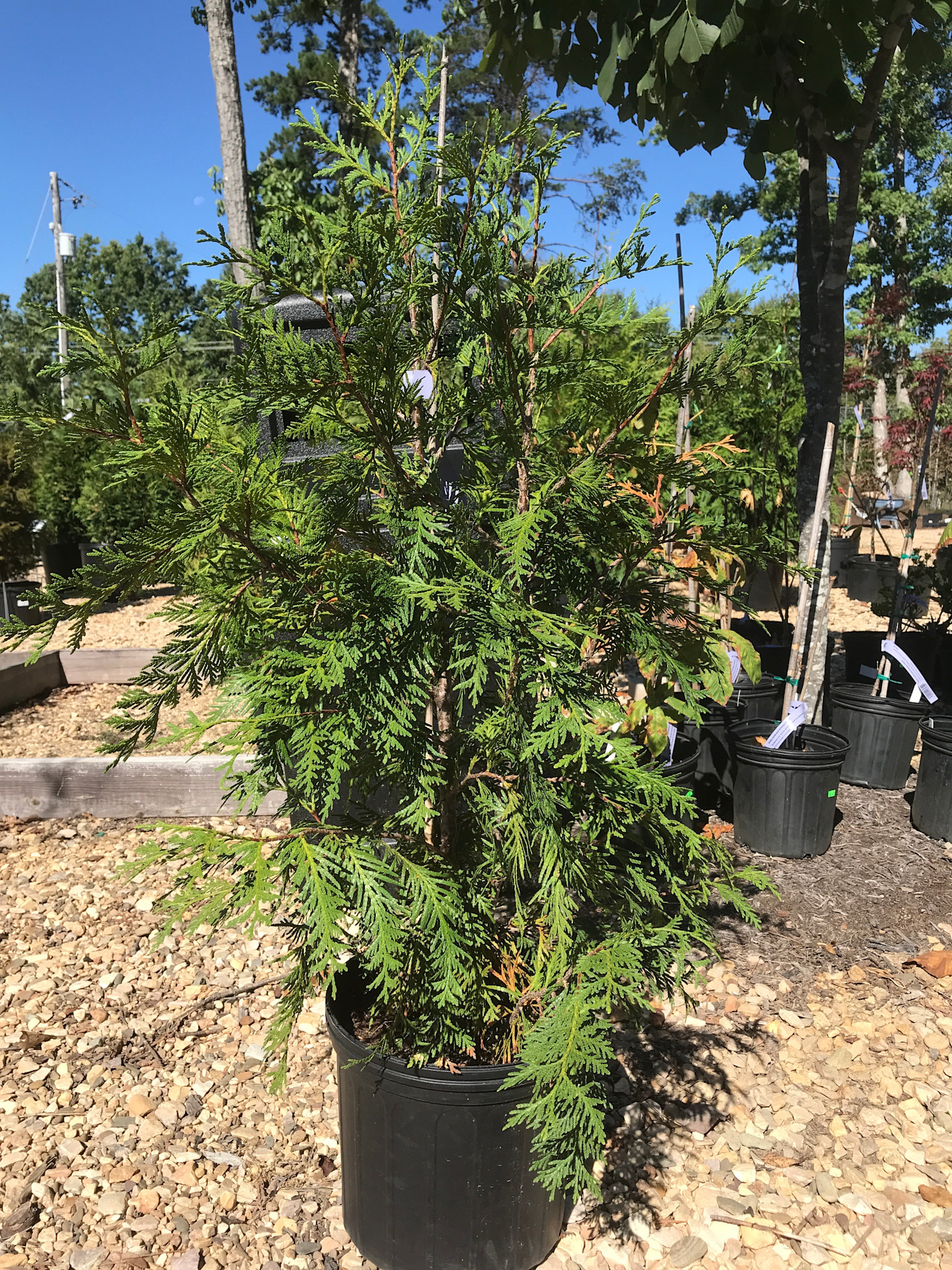 Arborvitae, Thuja occidentalis 'Green Giant' 3G - Unreleased