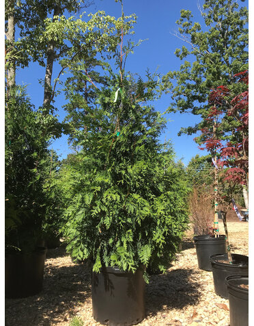 Arborvitae, Thuja occidentalis 'Green Giant' 15G  - Unreleased