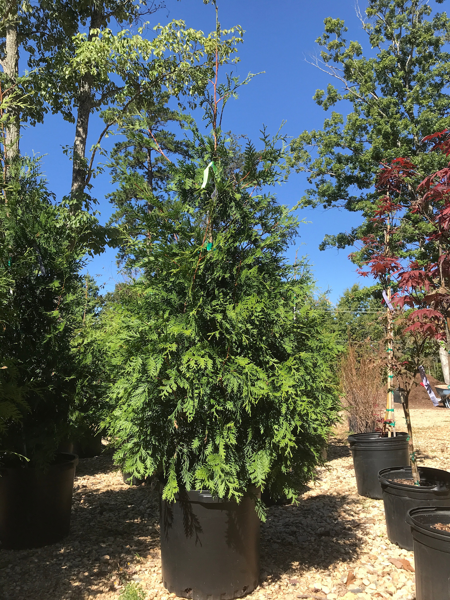 Arborvitae, Thuja occidentalis 'Green Giant' 15G  - Unreleased