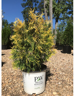 Arborvitae, Thuja plicata 'Fluffy' 3G