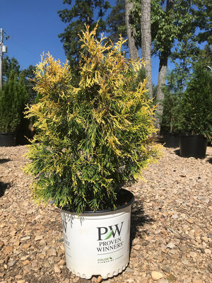 Arborvitae, Thuja plicata 'Fluffy' 3G