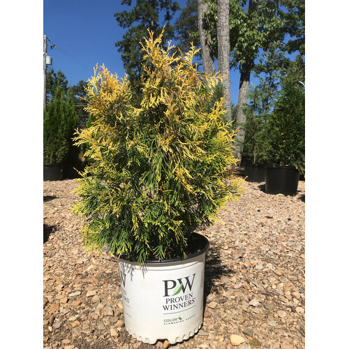 Arborvitae, Thuja plicata 'Fluffy' 3G