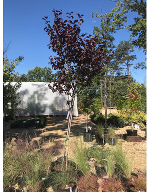 Plum, Prunus cerasifera 'Thundercloud' Purple Leaf Plum 15G
