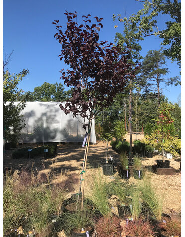 Plum, Prunus cerasifera 'Thundercloud' Purple Leaf Plum 15G