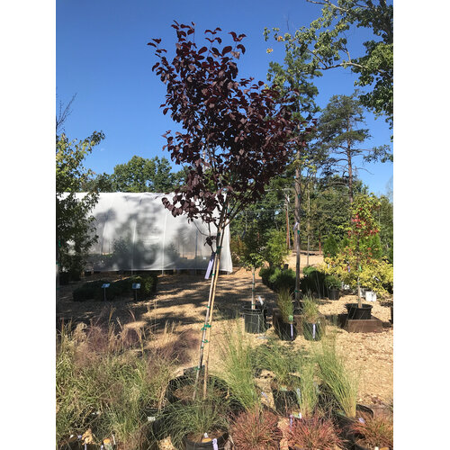 Plum, Prunus cerasifera 'Thundercloud' Purple Leaf Plum 15G