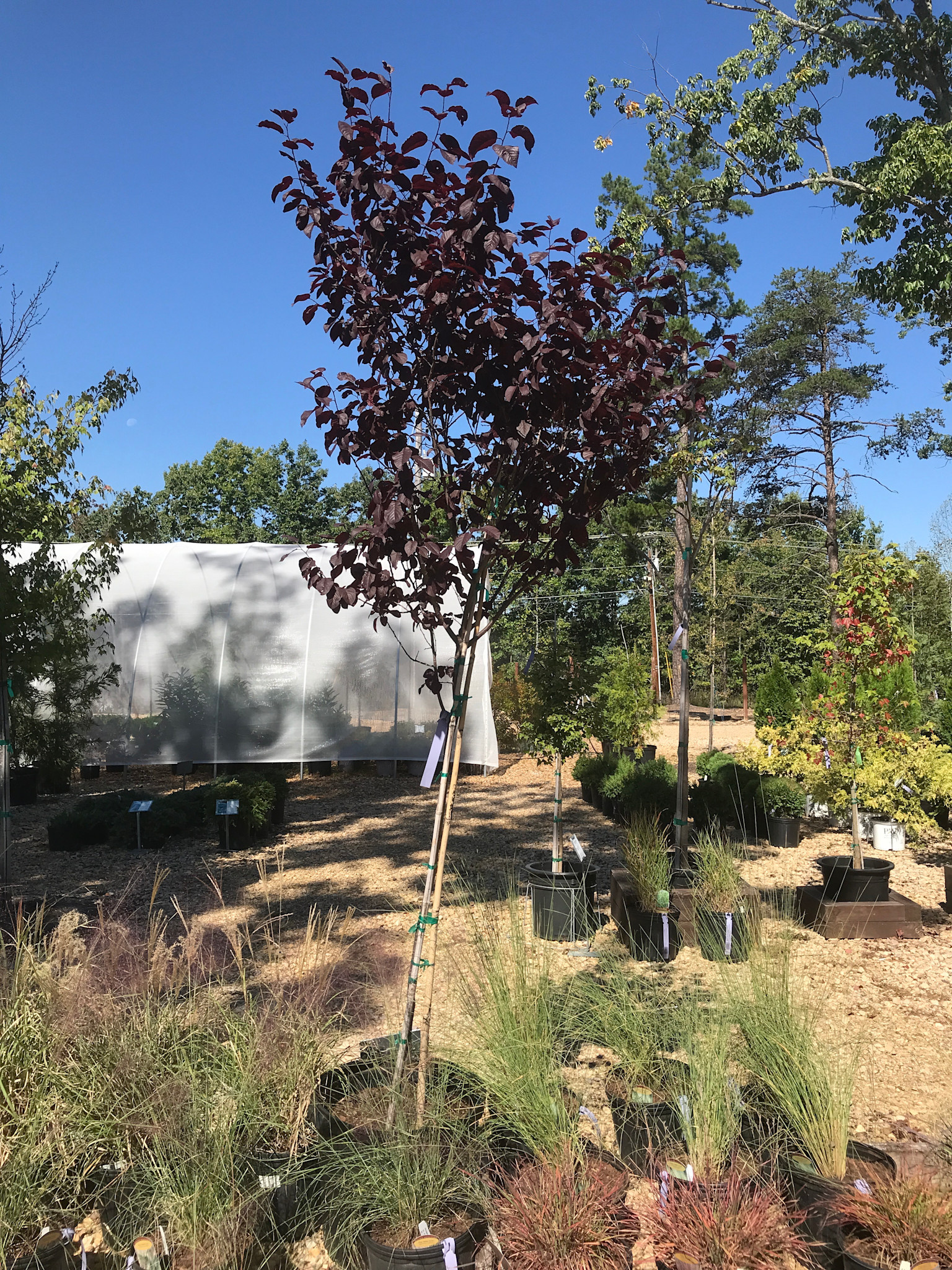Plum, Prunus cerasifera 'Thundercloud' Purple Leaf Plum 15G