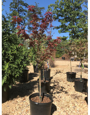 Maple, Japanese, Acer palmatum 'Bloodgood' 7G