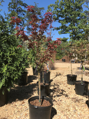 Maple, Japanese, Acer palmatum 'Bloodgood' 7G