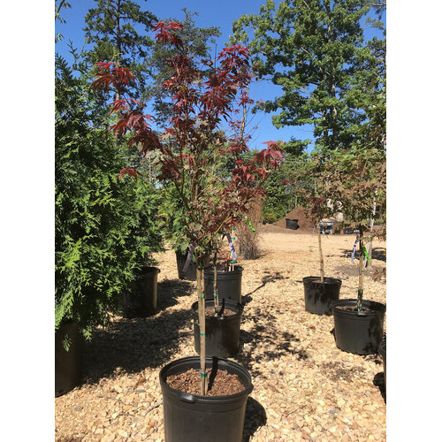 Maple, Japanese, Acer palmatum 'Bloodgood' 7G