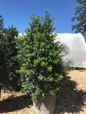 Holly, Ilex Ã— latifolia 'Dapat' Miss Patricia 15G
