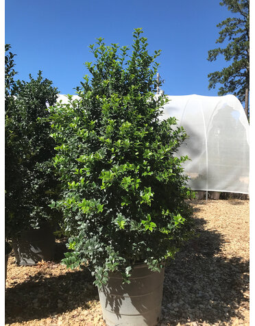 Holly, Ilex Ã— latifolia 'Dapat' Miss Patricia 15G