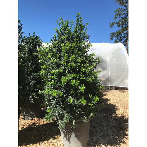 Holly, Ilex Ã— latifolia 'Dapat' Miss Patricia 15G