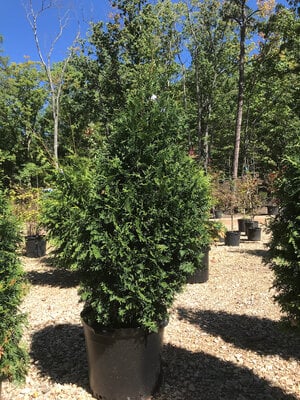 Arborvitae, Thuja occidentalis 'Junior Giant' 15G
