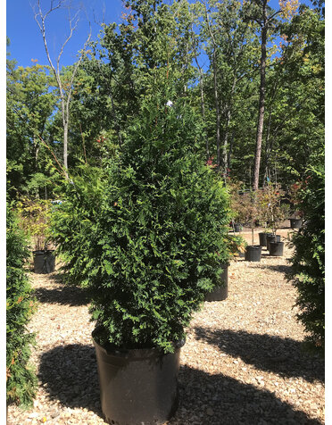 Arborvitae, Thuja occidentalis 'Junior Giant' 15G