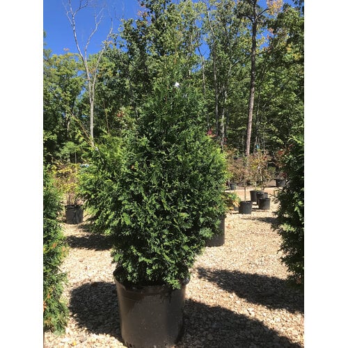 Arborvitae, Thuja occidentalis 'Junior Giant' 15G