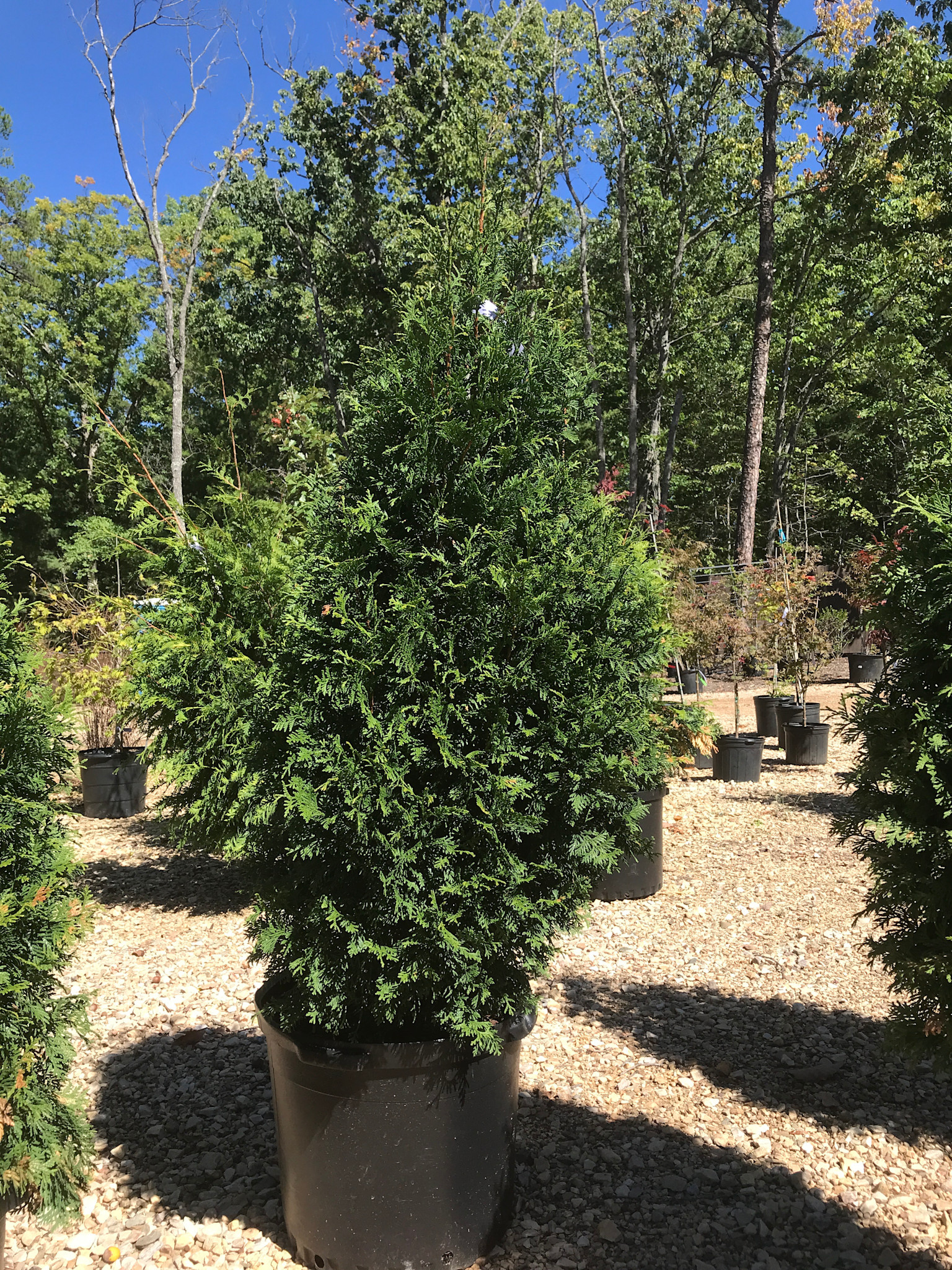 Arborvitae, Thuja occidentalis 'Junior Giant' 15G
