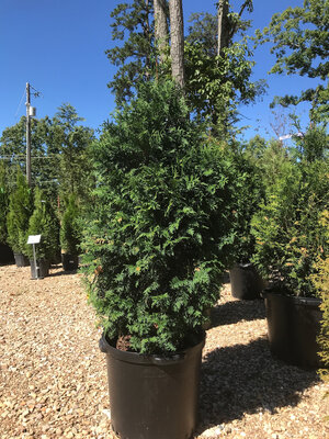 Arborvitae, Thuja occidentalis 'Green Giant' 10G - unreleased 3/3/26