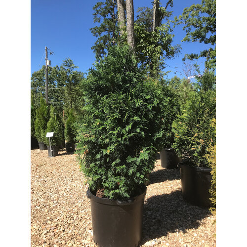 Arborvitae, Thuja occidentalis 'Green Giant' 10G - unreleased 3/3/26