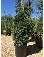 Arborvitae, Thuja occidentalis 'Green Giant' 10G - unreleased 3/3/26