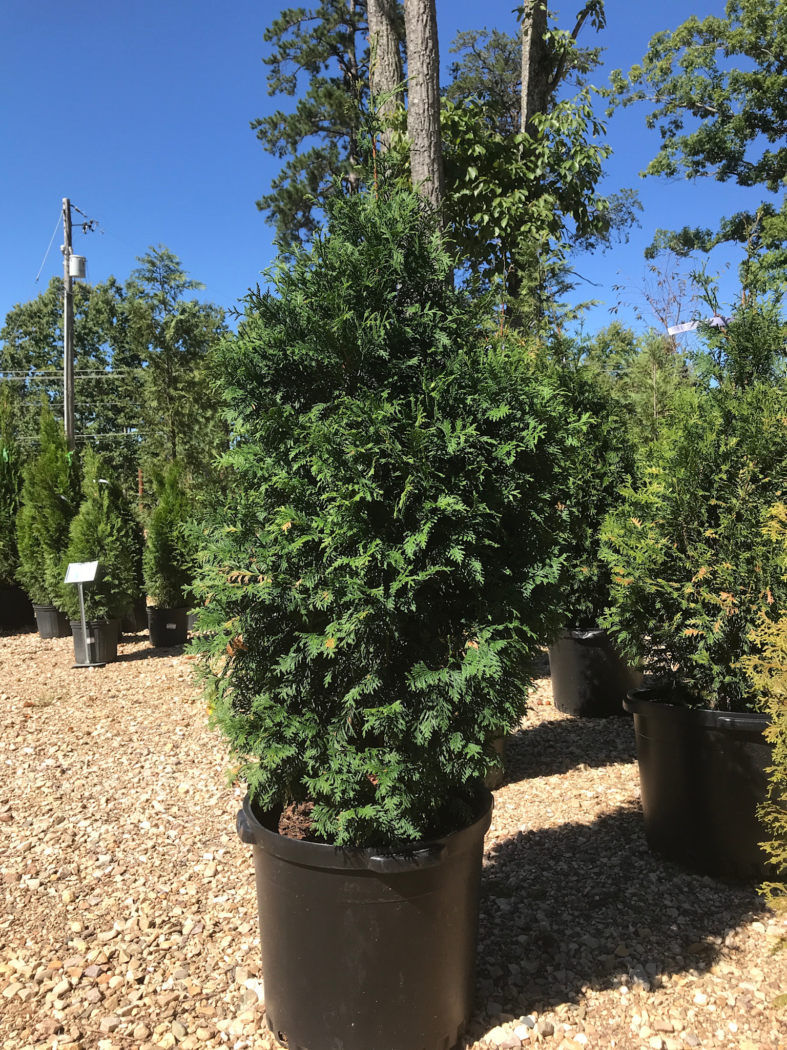 Arborvitae, Thuja occidentalis 'Green Giant' 10G - unreleased 3/3/26
